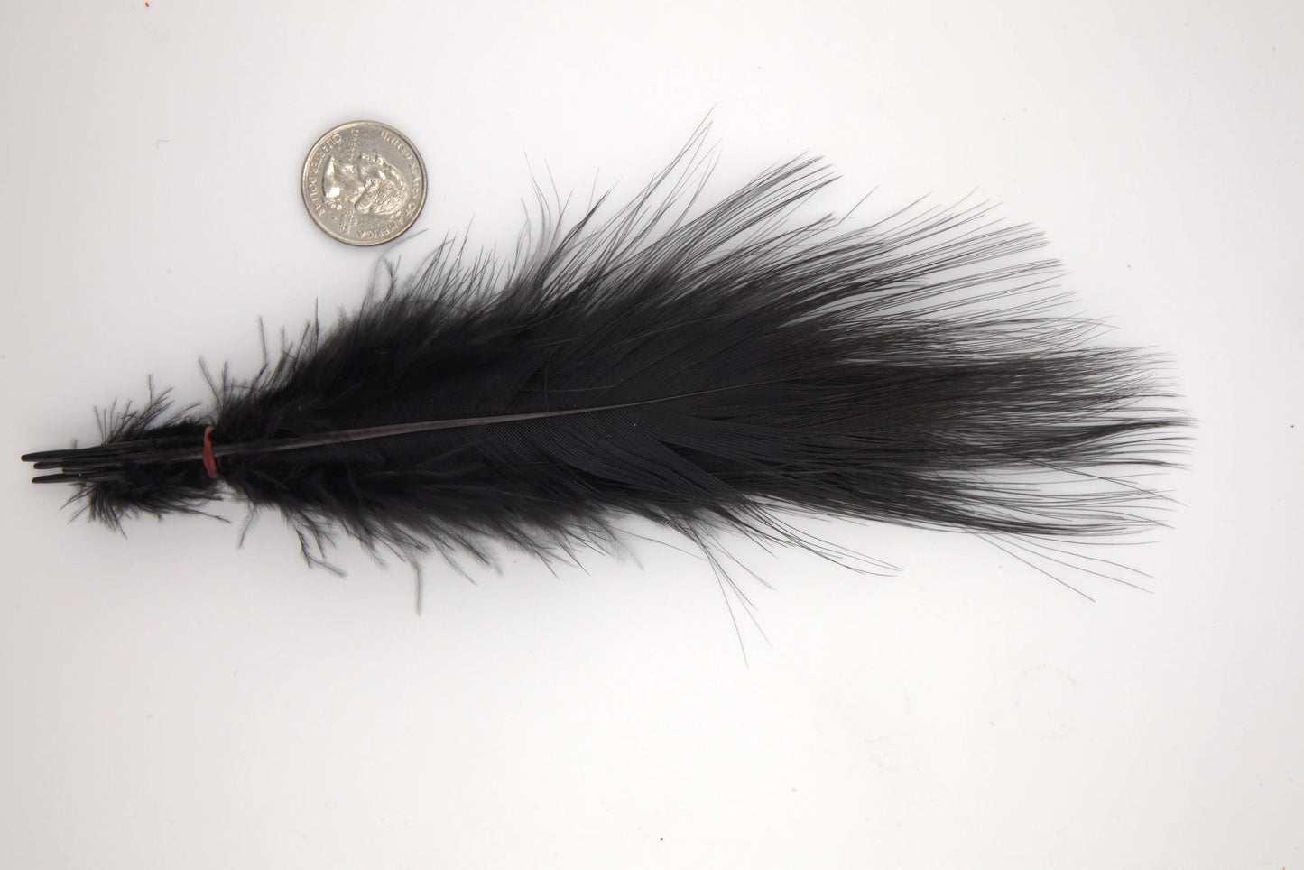 Blue Eared Pheasant - Extra Large