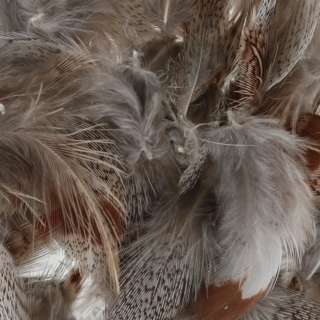 Loose Partridge