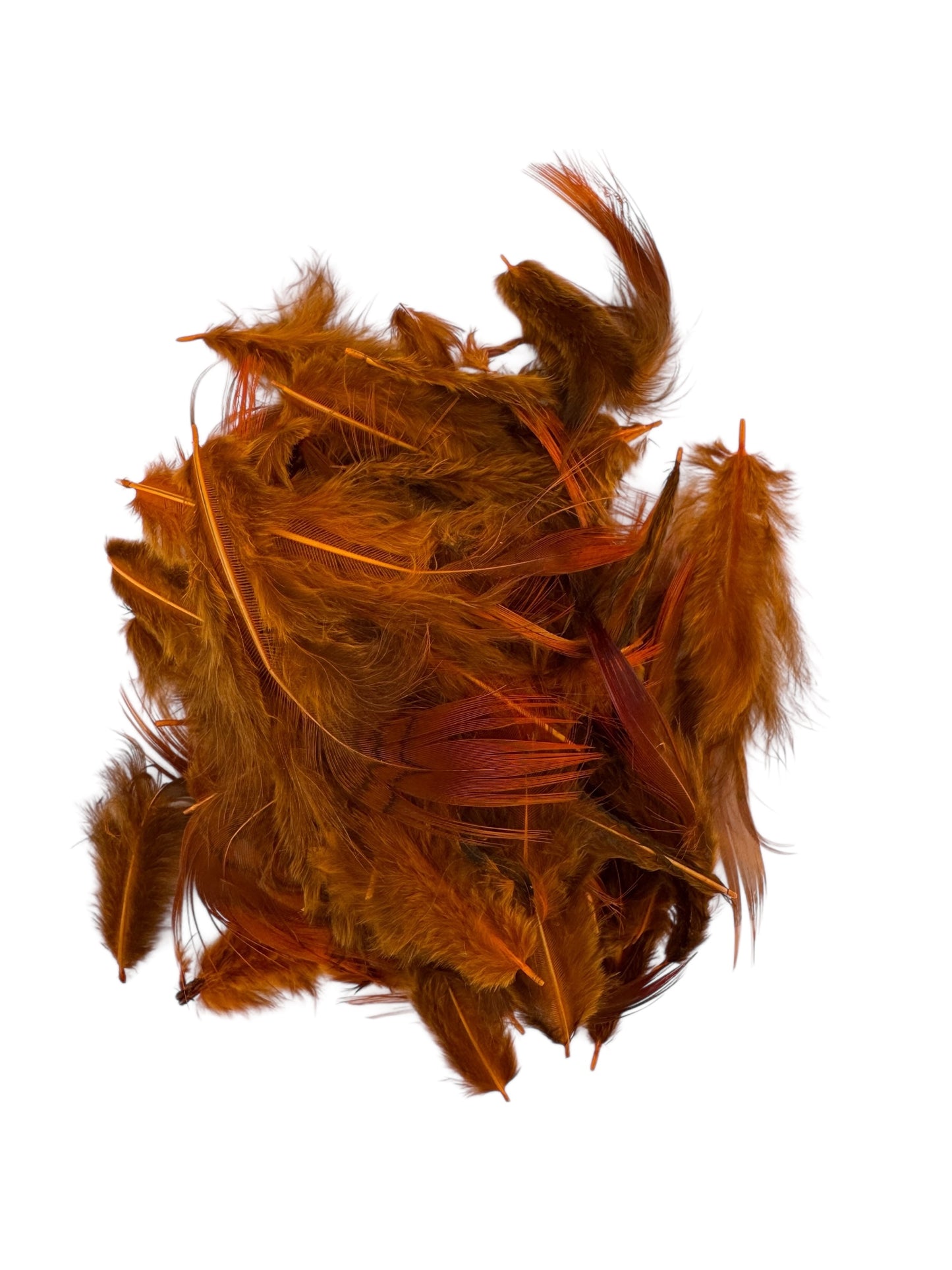 Golden Pheasant Rump Feathers