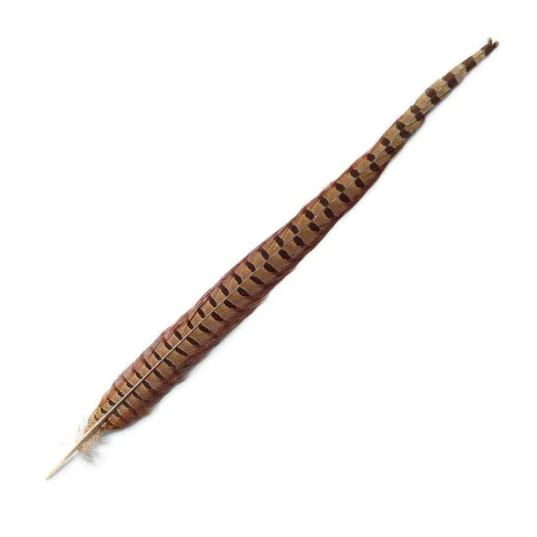 Ringneck Pheasant Tail Feathers Natural