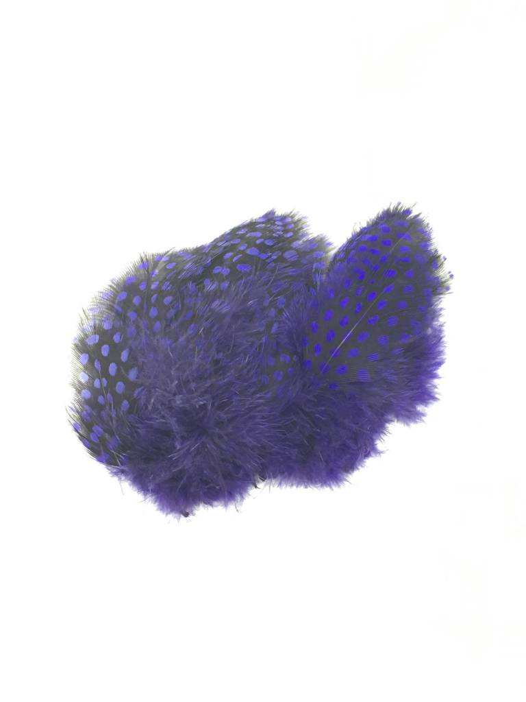 Large Dot Guinea -