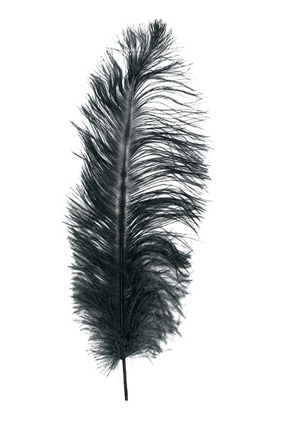 Ostrich Plumes