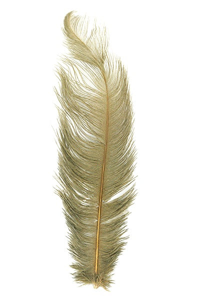 Ostrich Plumes