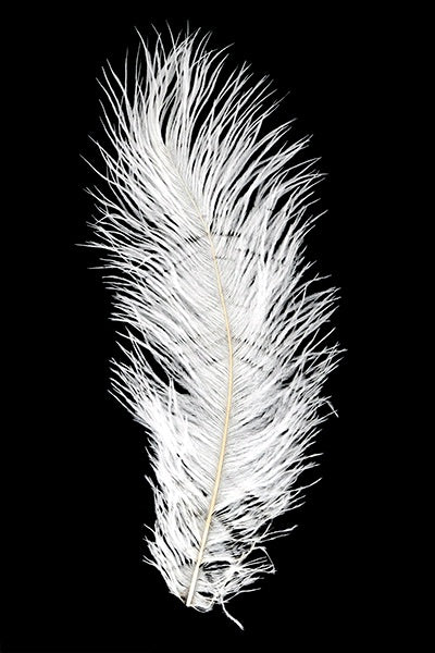 Ostrich Plumes