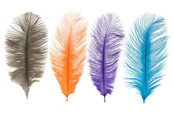 Ostrich Plumes