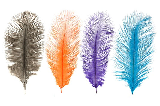 Ostrich Plumes