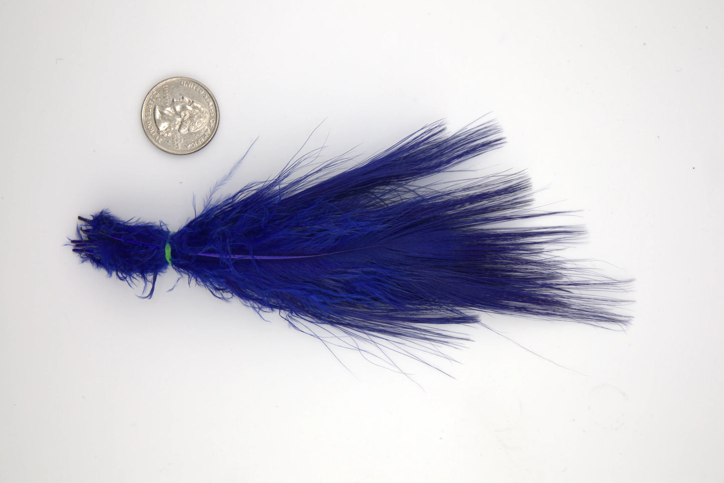 Blue Eared Pheasant - Large