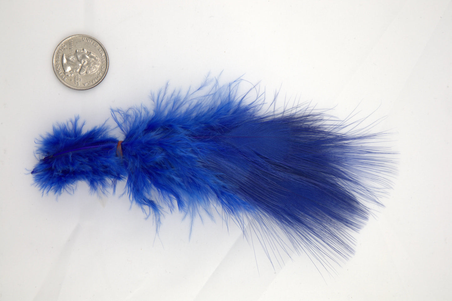 Blue Eared Pheasant - Medium