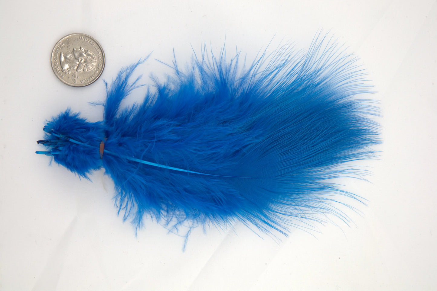 Blue Eared Pheasant - Medium