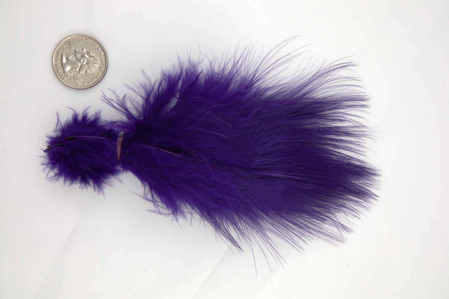 Blue Eared Pheasant - Medium