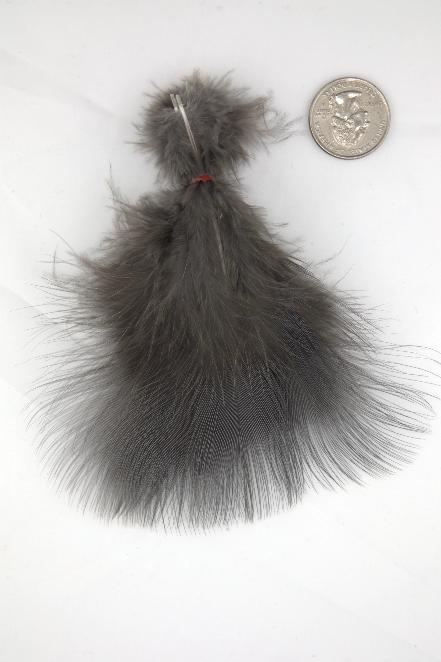 Blue Eared Pheasant - Medium