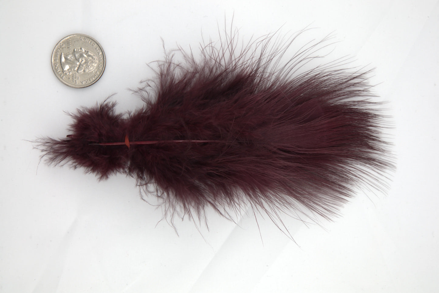 Blue Eared Pheasant - Medium