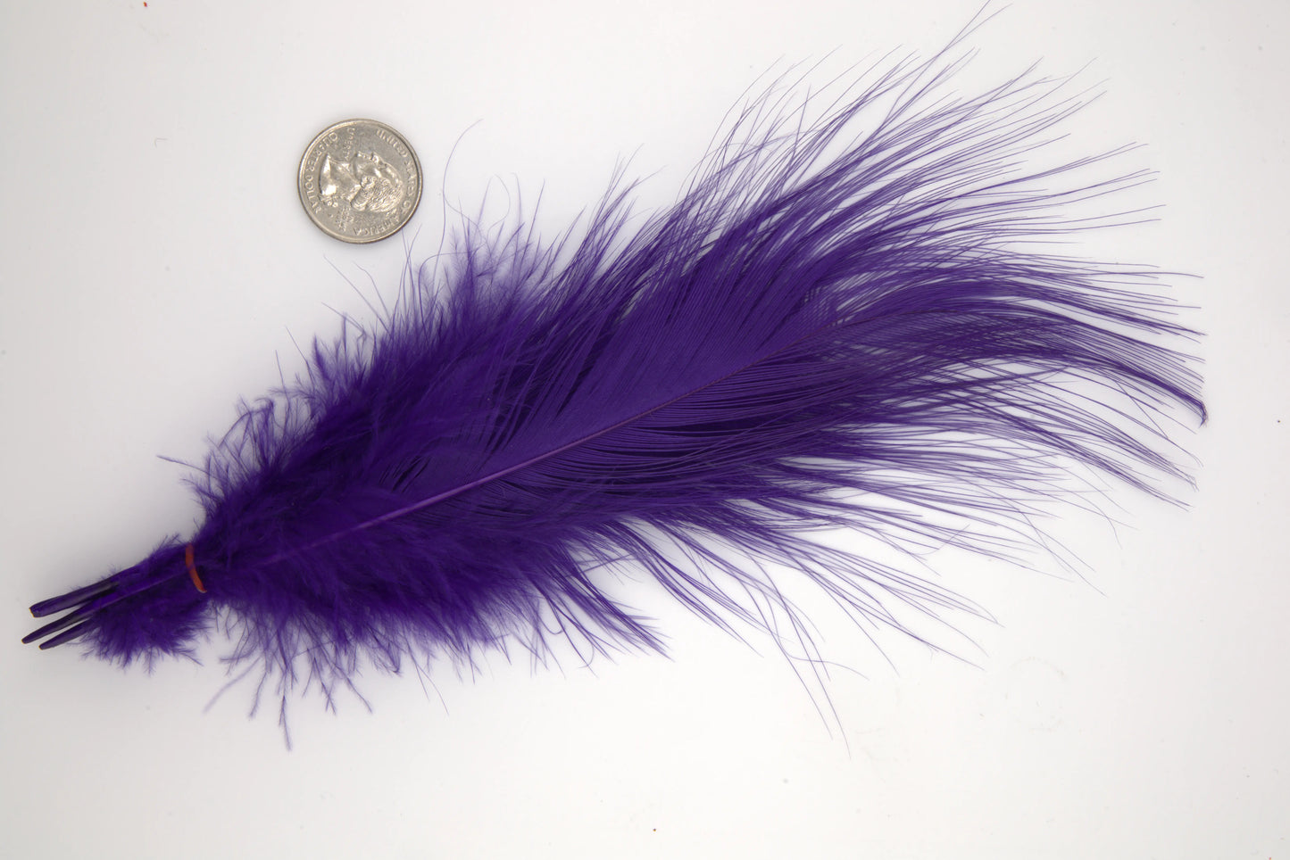 Blue Eared Pheasant - Extra Large