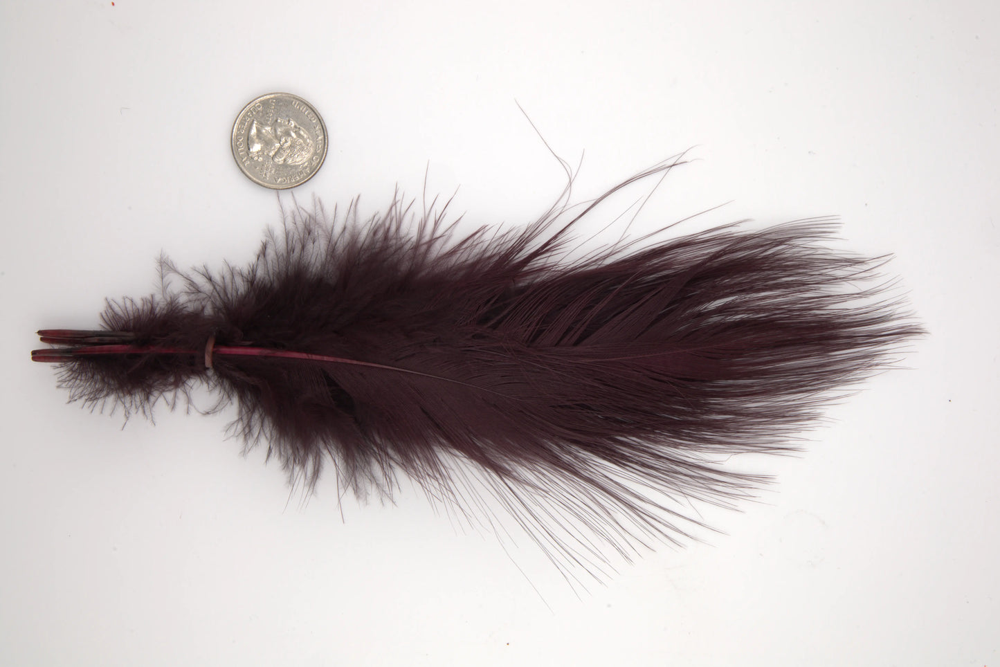 Blue Eared Pheasant - Extra Large