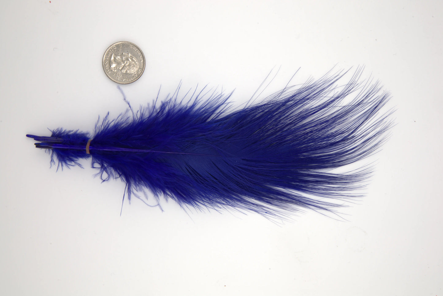 Blue Eared Pheasant - Extra Large