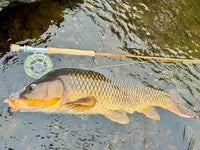 Lotic II Fiberglass Fly Rod