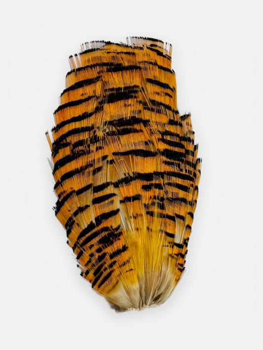 Golden Pheasant Tippet Section