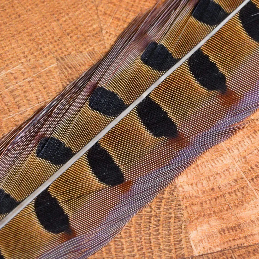 Ringneck Pheasant Tail Feathers Natural