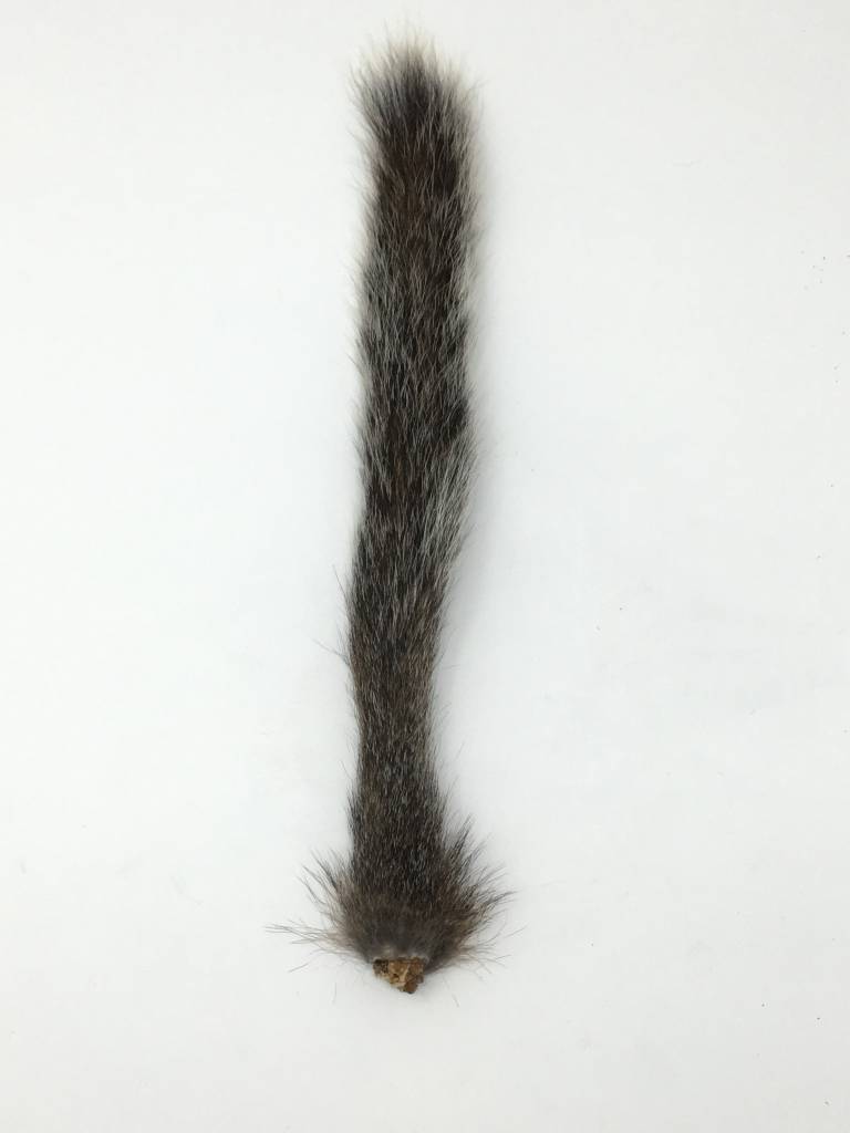 Squirrel Tail -