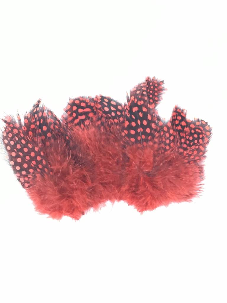 Large Dot Guinea -