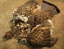 Select Ruffed Grouse Skin