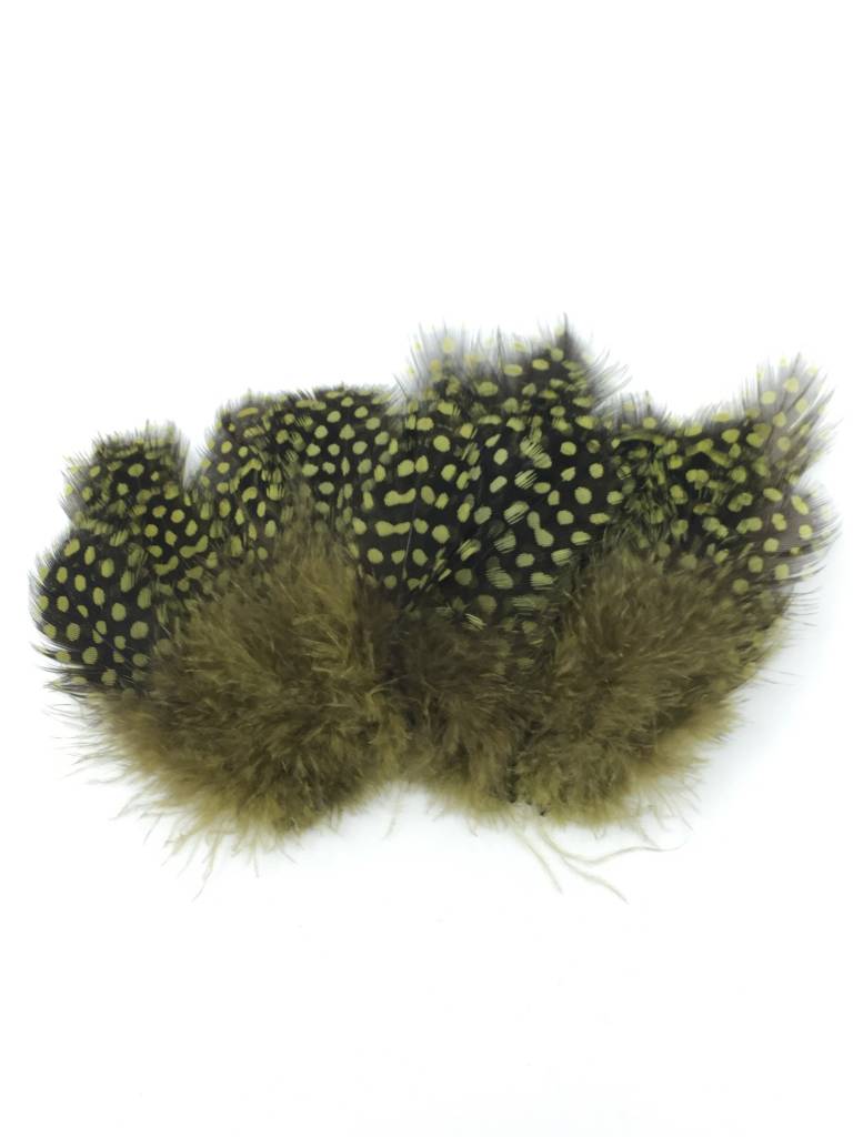 Large Dot Guinea -