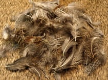 Premium Partridge 48 Select Feathers -