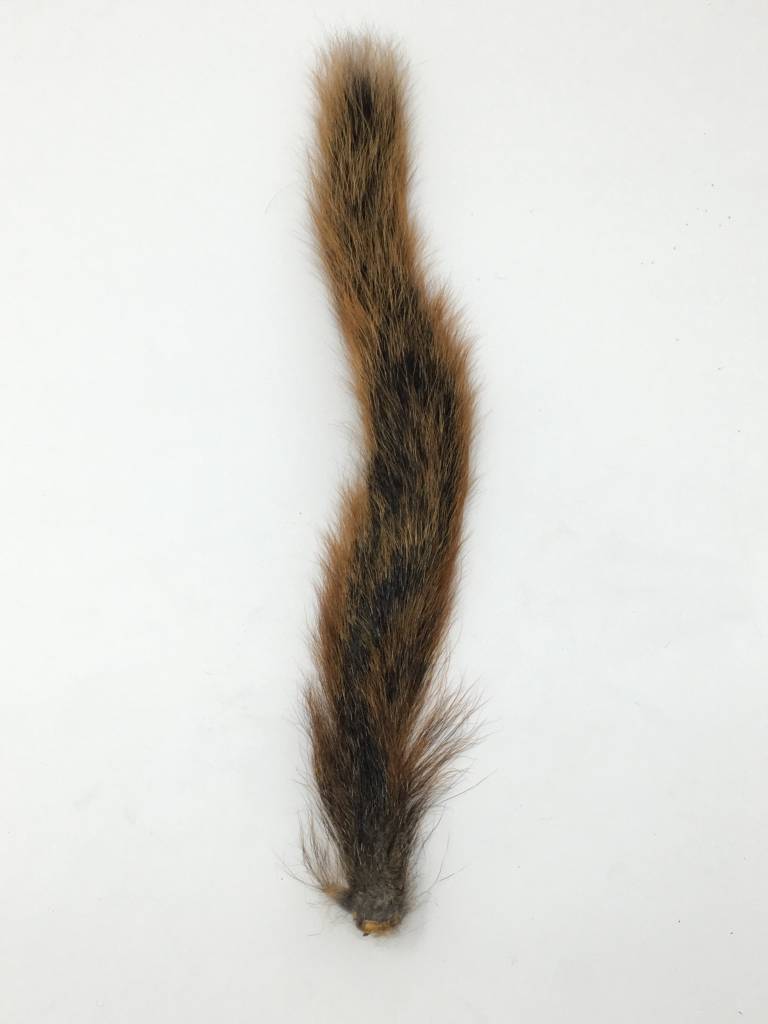 Squirrel Tail -