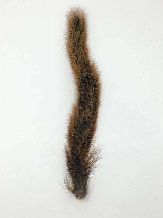 Squirrel Tail -