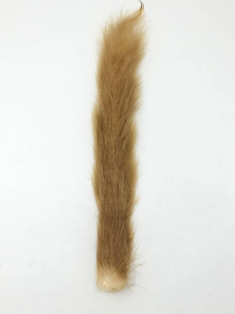 Squirrel Tail -