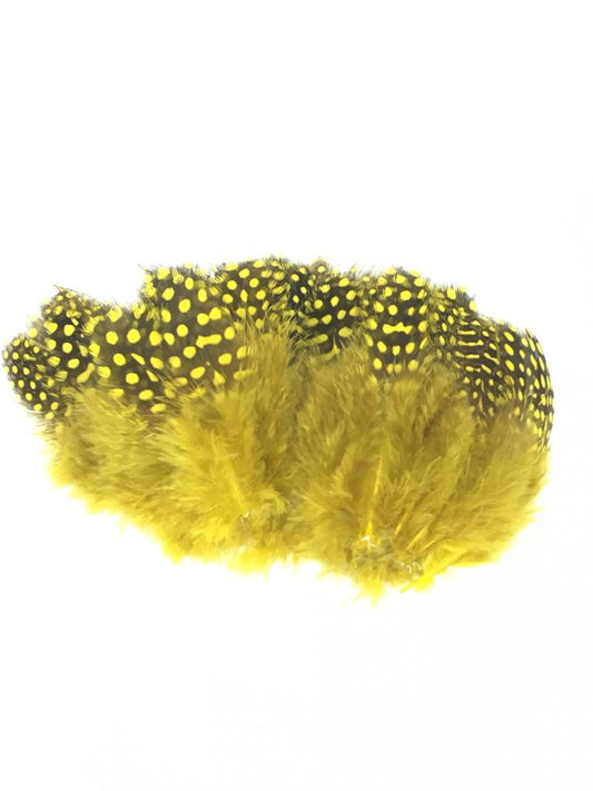 Large Dot Guinea -