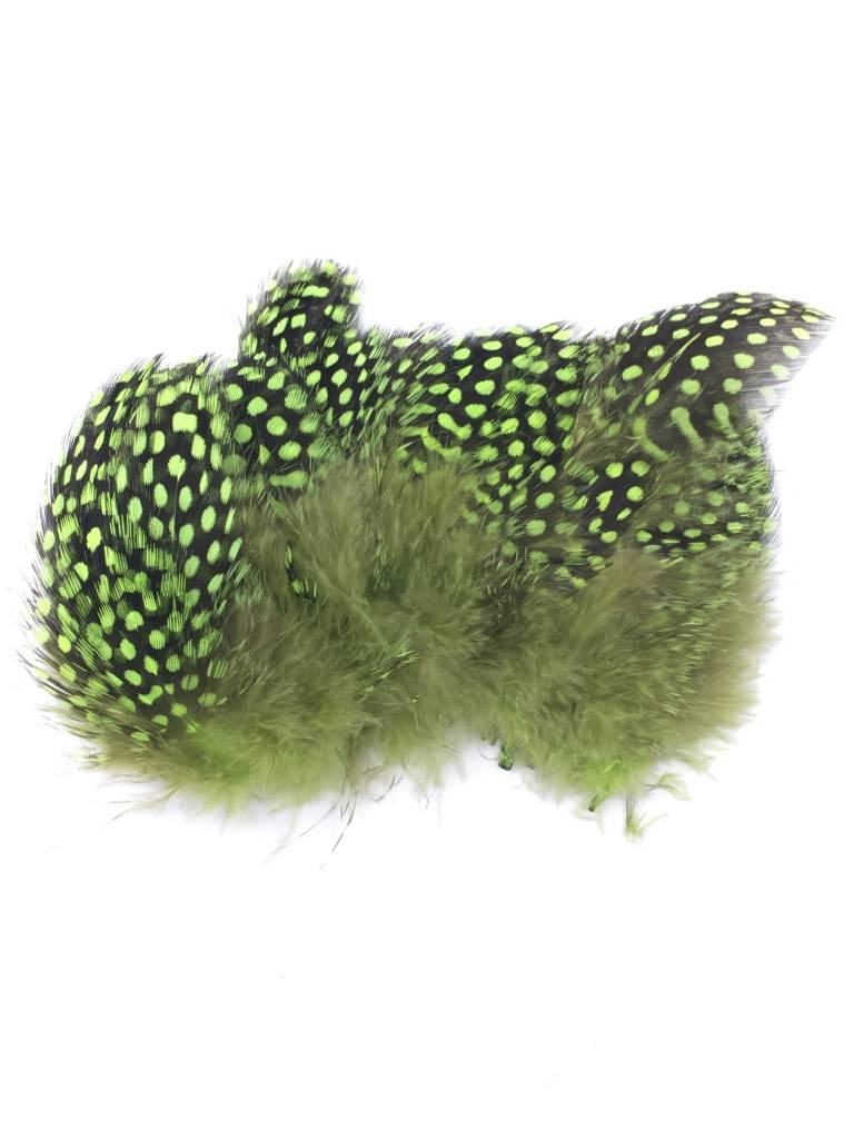 Large Dot Guinea -