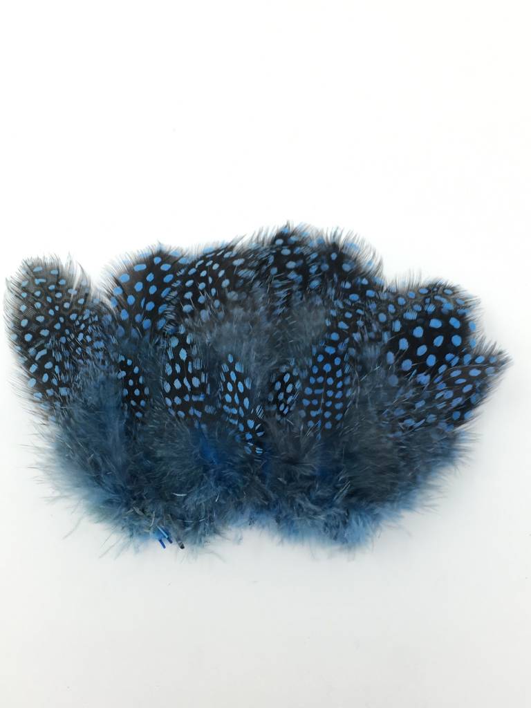 Large Dot Guinea -