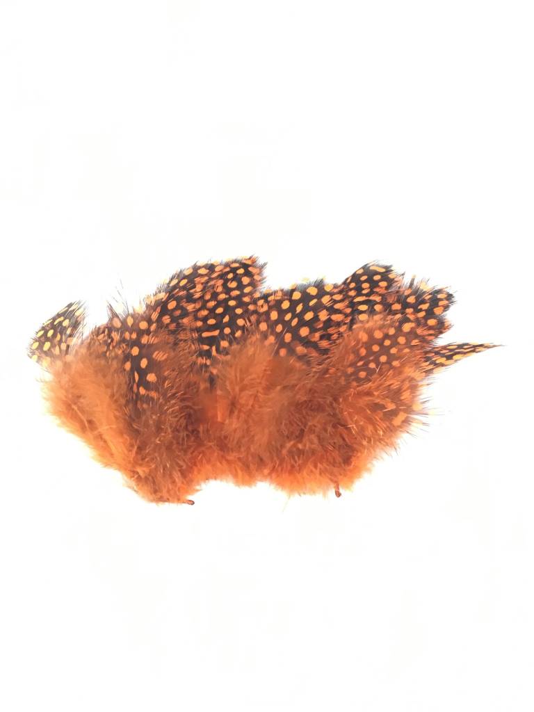 Large Dot Guinea -