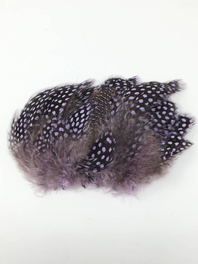 Large Dot Guinea -