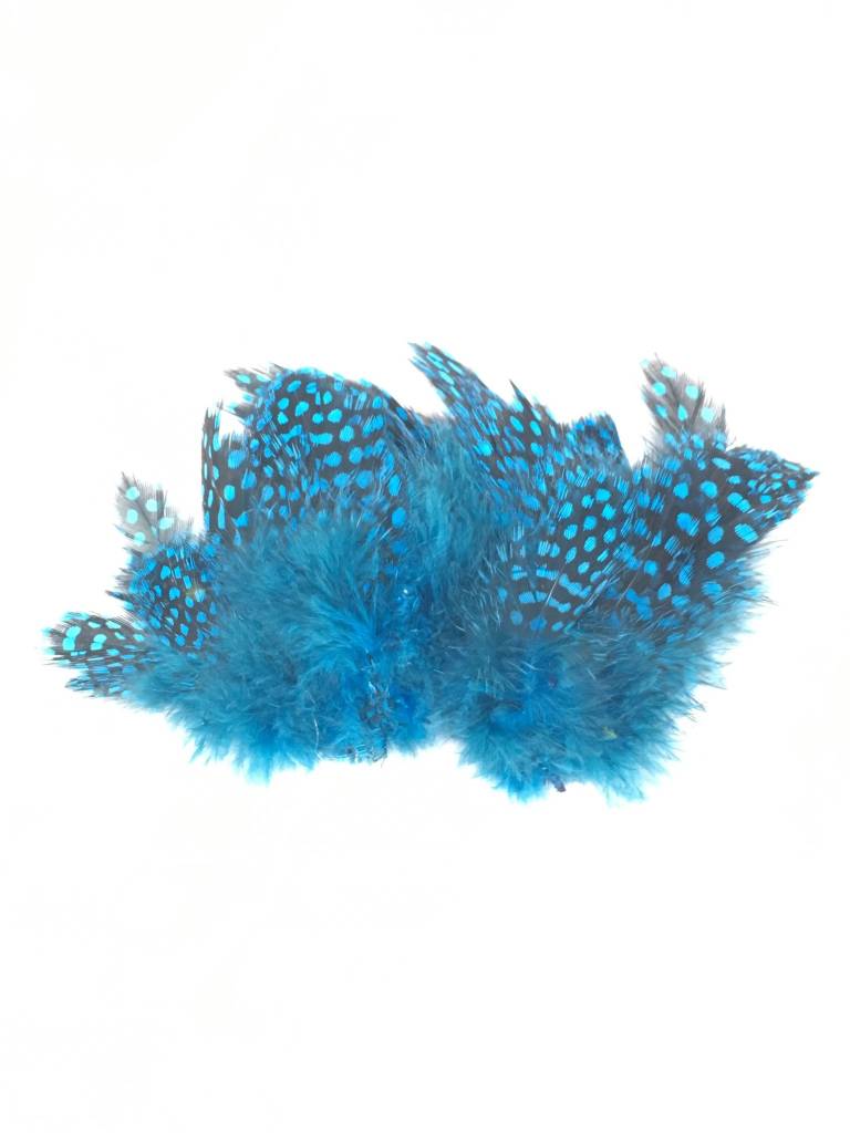 Large Dot Guinea -