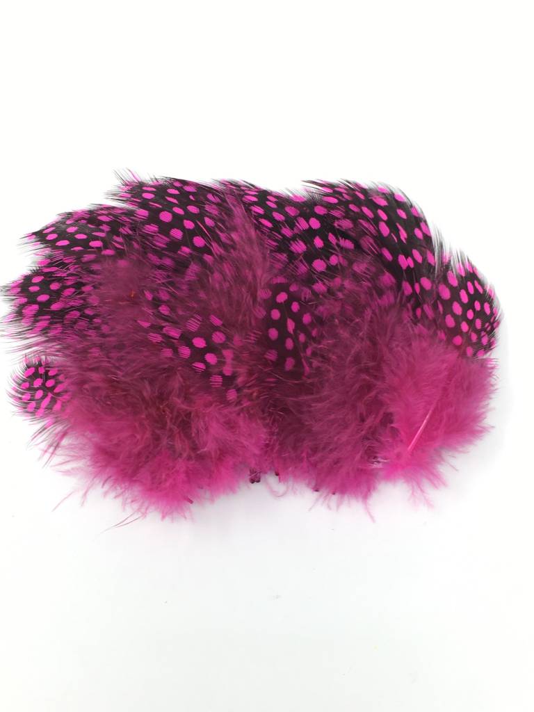 Large Dot Guinea -