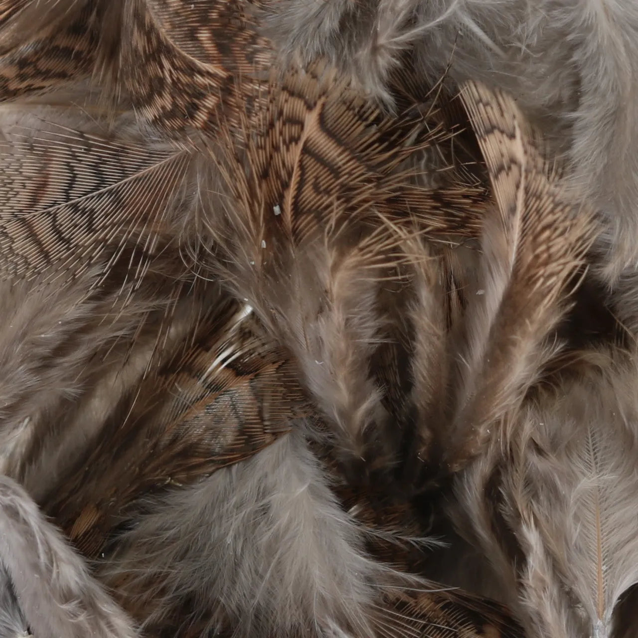 Loose Partridge